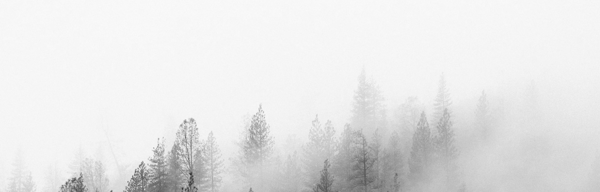 Maître, Waldlandschaft, Nebel, Bäume in Grautönen, ruhige Atmosphäre, Natur, minimalistisch, stimmungsvoll